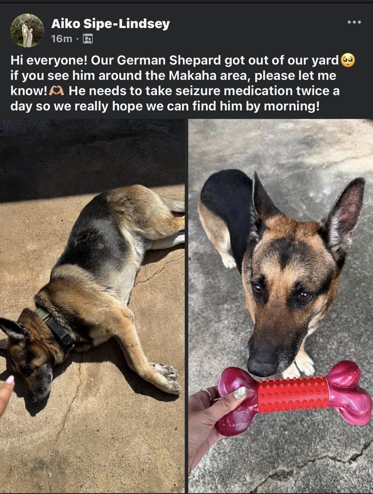 LOST PET - Hawaii | SSH Search
