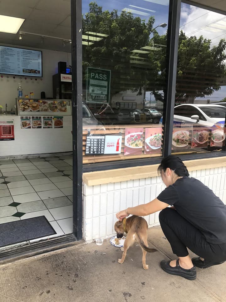 FOUND PET - Waipahu | SSH Search