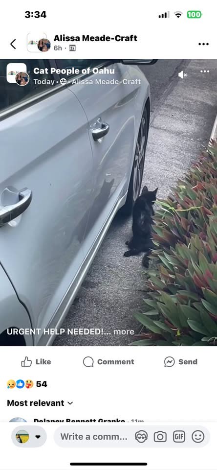 ANIMAL ABUSE - Date Street, Ala Wai Golf Course, Kaimuki High School, Honolulu | SSH Search