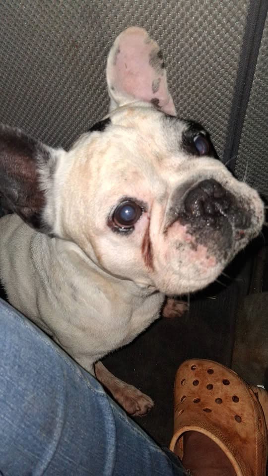 FOUND PET - California Ave, Wahiawa, Oahu | SSH Search