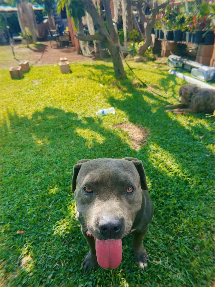 LOST PET - Waianae Valley, Oahu | SSH Search