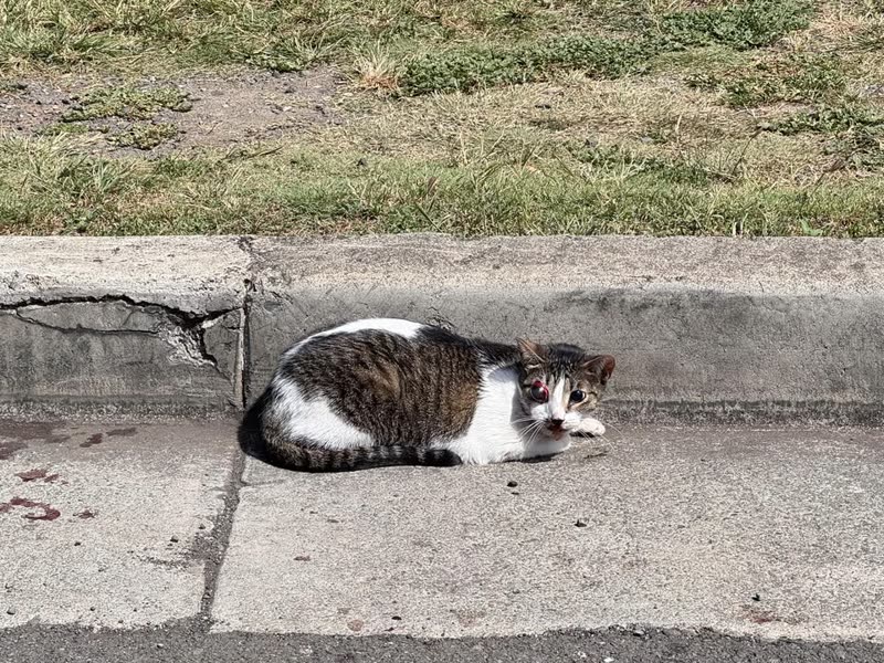 FOUND PET - 1119 Gulick Avenue, Honolulu, Oahu | SSH Search