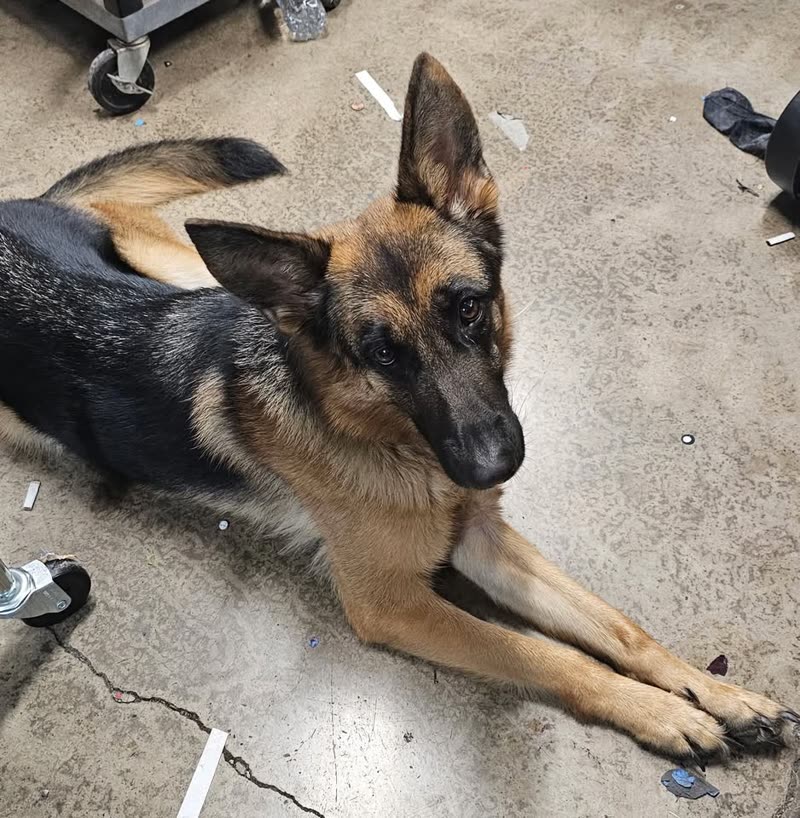 LOST PET - Helelua Street, Oahu | SSH Search