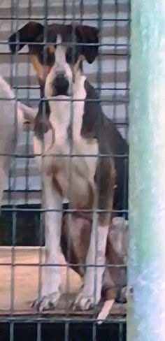 LOST PET - Hawaii | SSH Search