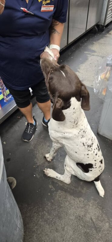 FOUND PET - Malama Market, Makakilo, Oahu | SSH Search