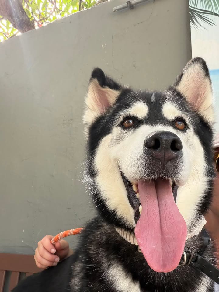 FOUND PET - Hawaii Kai, Oahu | SSH Search