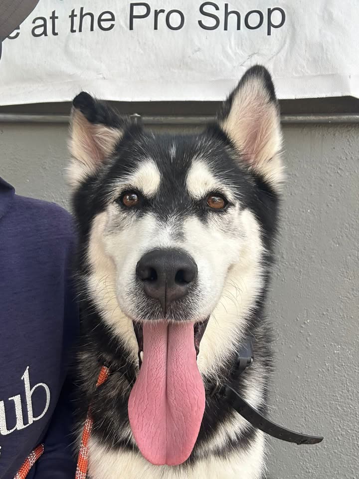 FOUND PET - The O'ahu Club, Hawaii Kai, Oahu | SSH Search