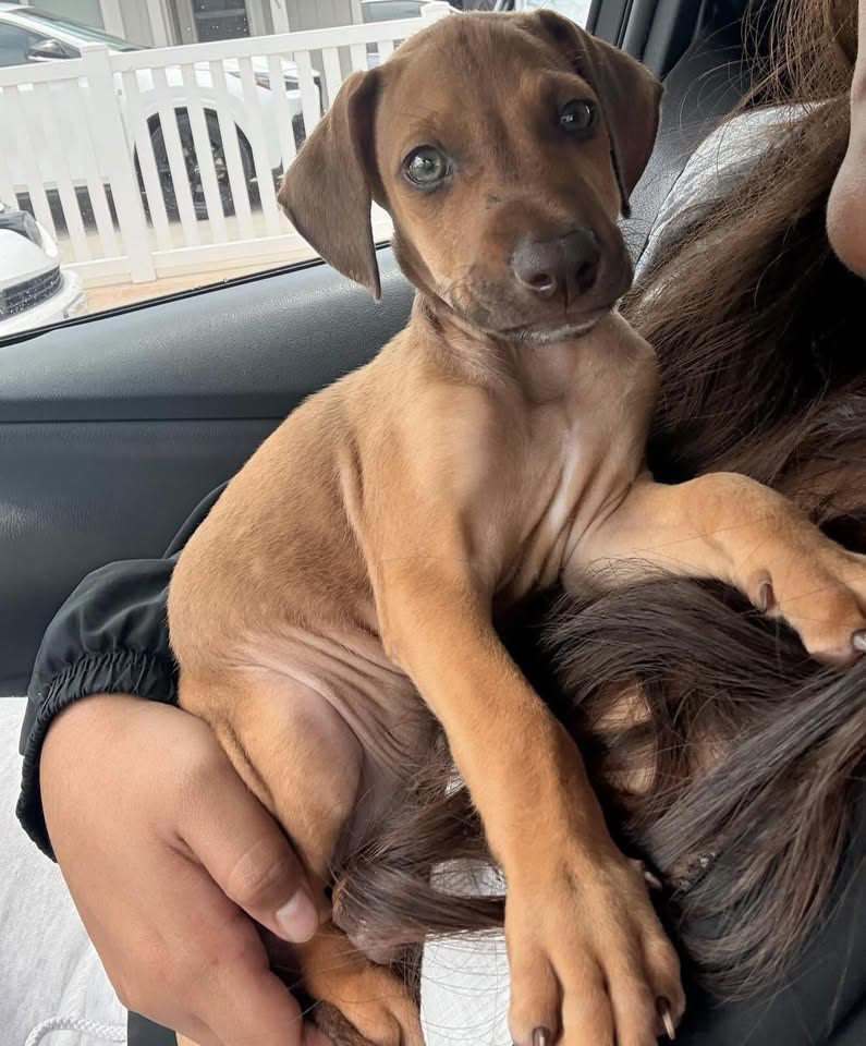 FOUND PET - Humane Society in McCully-Mo’ili’ili | SSH Search