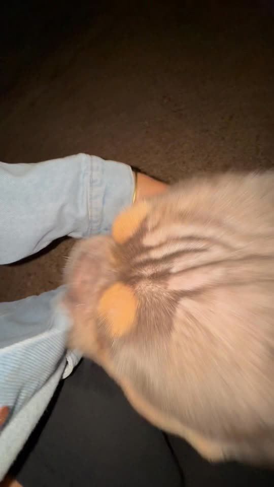 FOUND PET - Waianae Valley Homestead, Waianae, Oahu | SSH Search