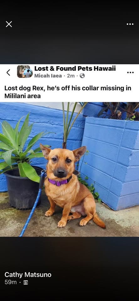 ANIMAL SIGHTING - Mililani, Oahu | SSH Search