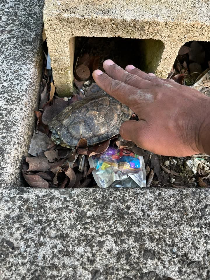FOUND PET - Hawaii | SSH Search