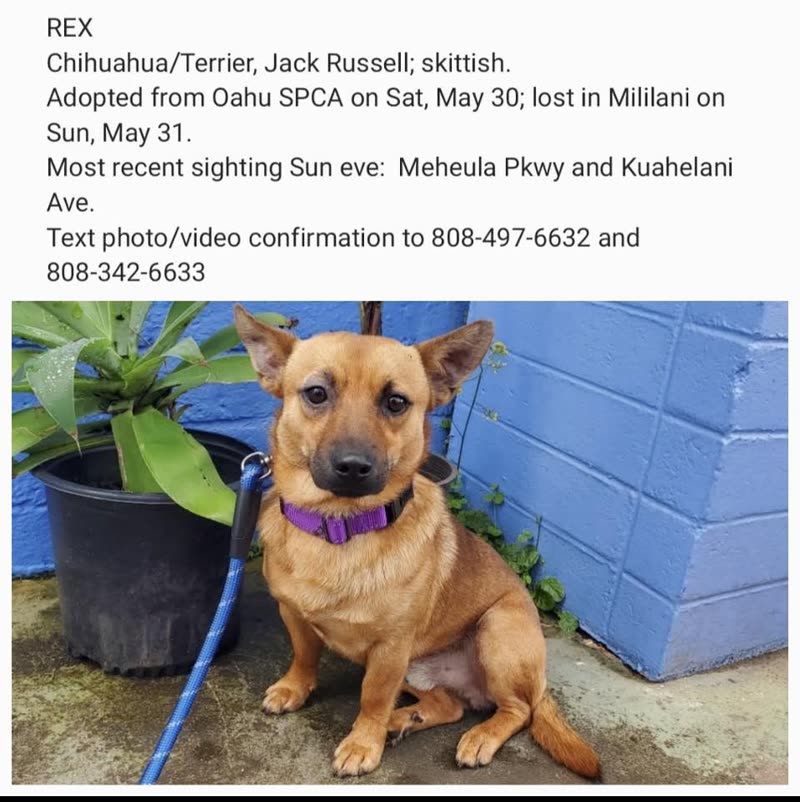 LOST PET - Hawaii | SSH Search