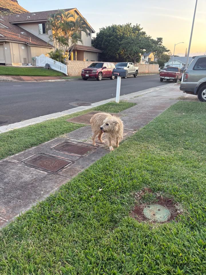 ANIMAL SIGHTING - Lokelani Neighborhood, Maili, Oahu | SSH Search
