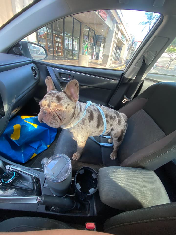 FOUND PET - Ka Makana Alii, Foodland | SSH Search