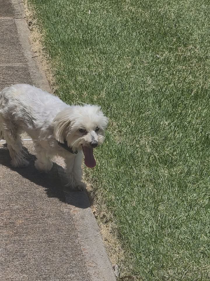 FOUND PET - Kai Kukuma Street, Ewa Beach | SSH Search