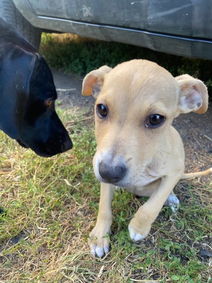FOUND PET - Wahiawa, Oahu | SSH Search