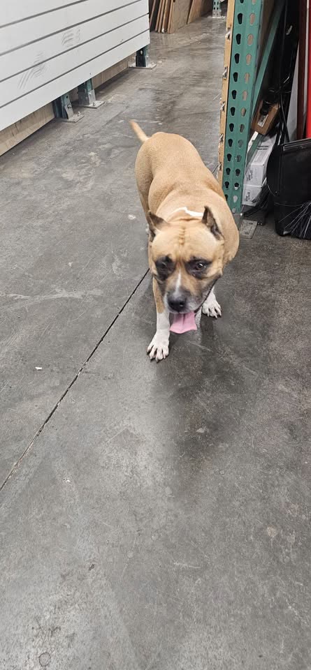FOUND PET - Ewa Beach, Oahu | SSH Search