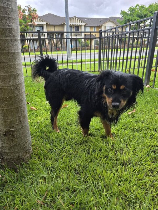 FOUND PET - Wakea Street, Mehana, Kapolei | SSH Search