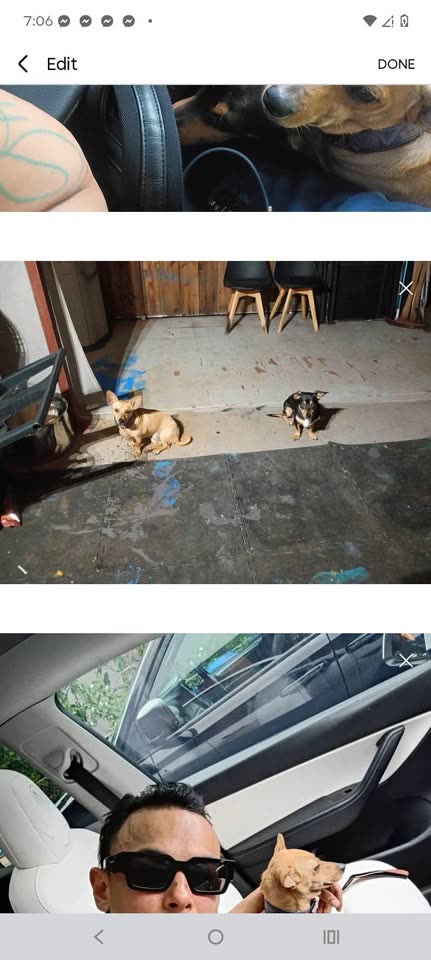 LOST PET - Hawaii | SSH Search