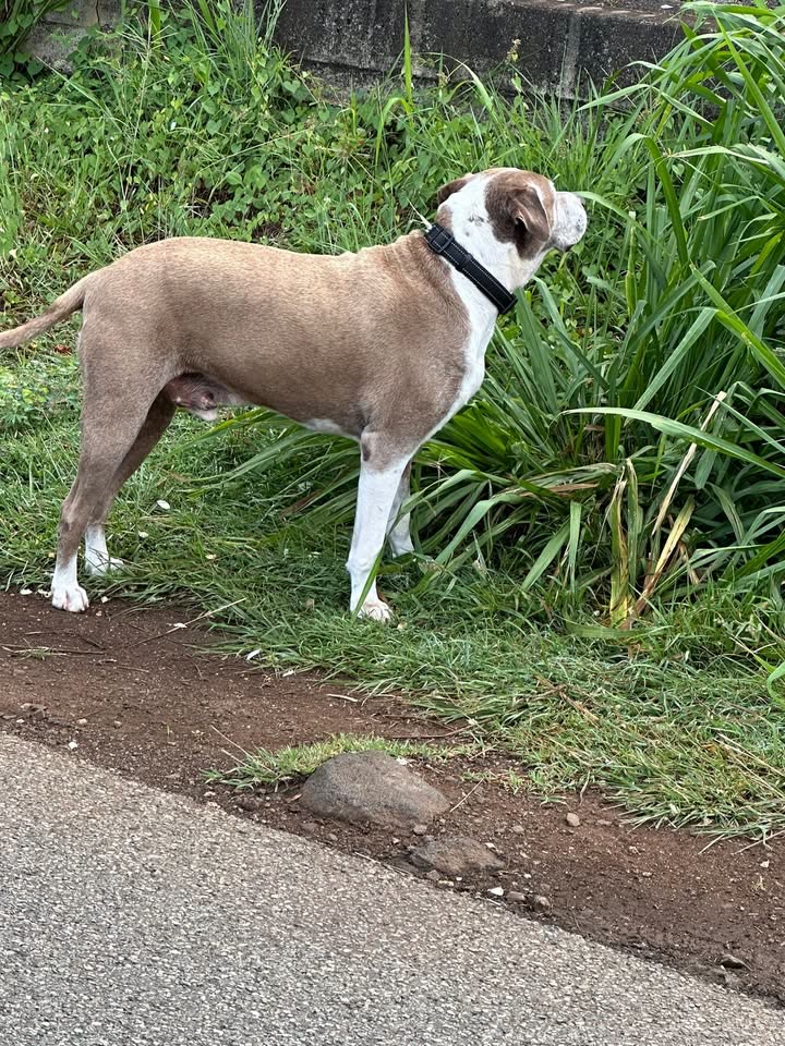 ANIMAL SIGHTING - Omilo Street, Kalihi, Honolulu, Oahu | SSH Search