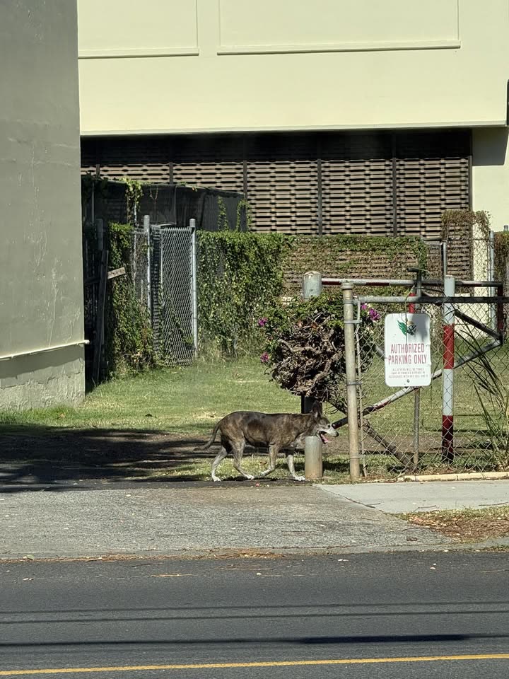 ANIMAL SIGHTING - Washington Middle School, Honolulu, Oahu | SSH Search