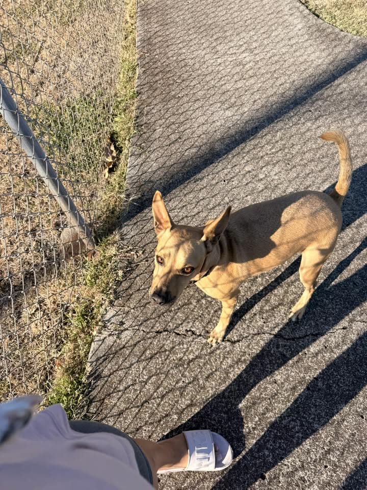 FOUND PET - Ala Lilikoi, Honolulu, Oahu | SSH Search