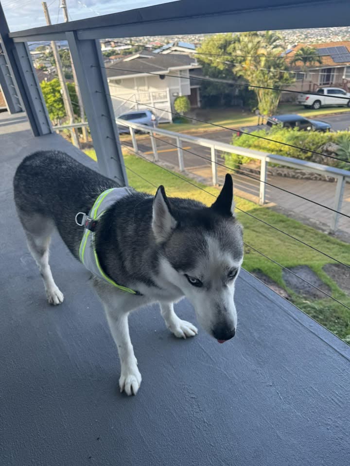 FOUND PET - Louis Heights area, Oahu | SSH Search