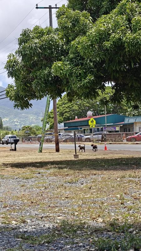 ANIMAL SIGHTING - Haleiwa Rd, Haleiwa, Oahu | SSH Search