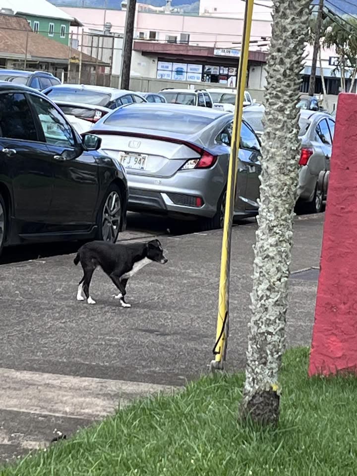 ANIMAL SIGHTING - 1060 Kilani Ave., Wahiawa | SSH Search