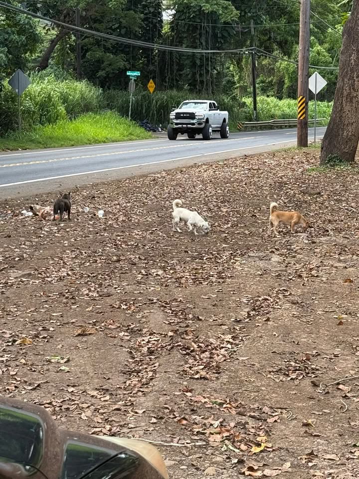 ANIMAL SIGHTING - Kuuloa Ranch, Oahu | SSH Search