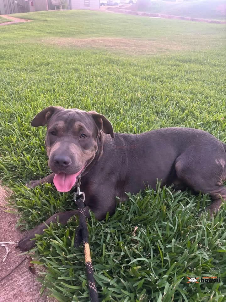 FOUND PET - Mauka Lani Elementary, Makakilo, Oahu | SSH Search