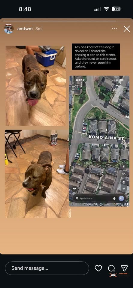 FOUND PET - Unknown | SSH Search