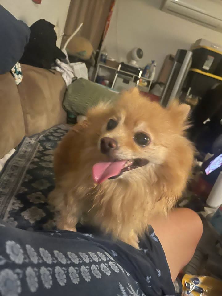 FOUND PET - Kapahulu Avenue, Honolulu, Oahu | SSH Search