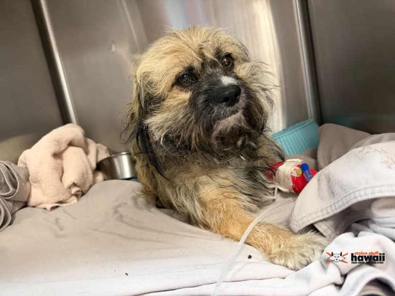 FOUND PET - Wahiawa, Oahu | SSH Search