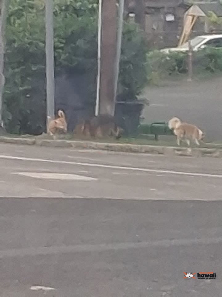 ANIMAL SIGHTING - Kalihi, Honolulu, Oahu | SSH Search