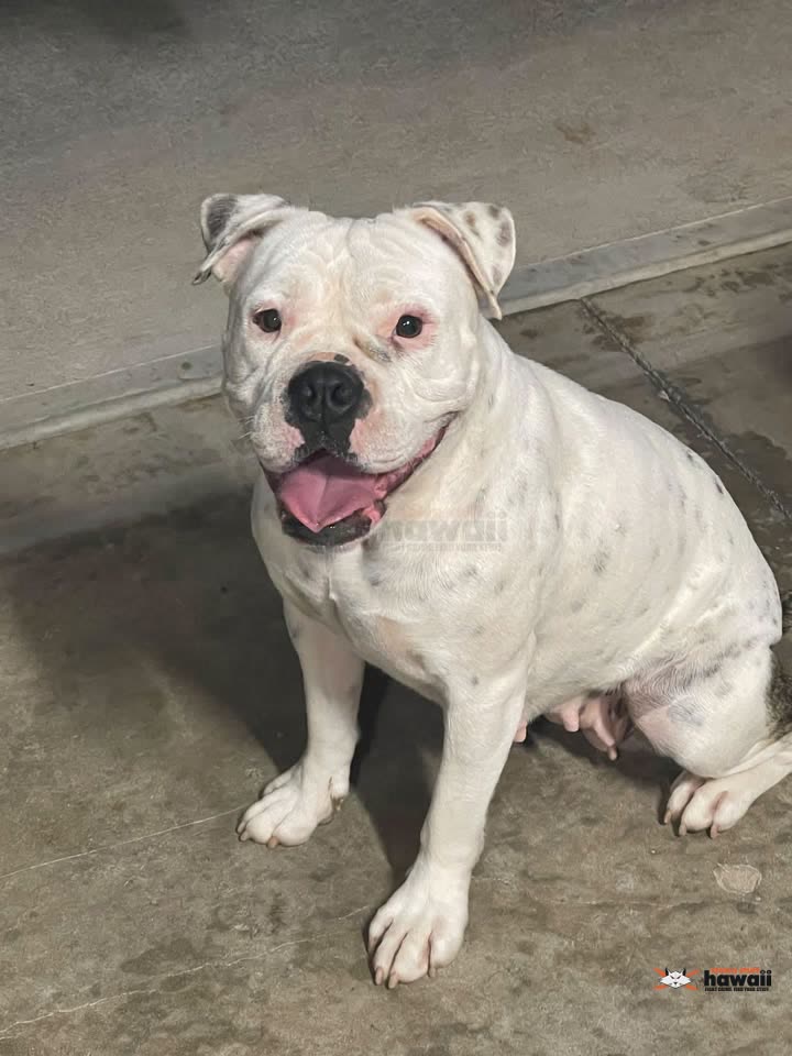 FOUND PET - Kaileolea Drive, Oahu | SSH Search