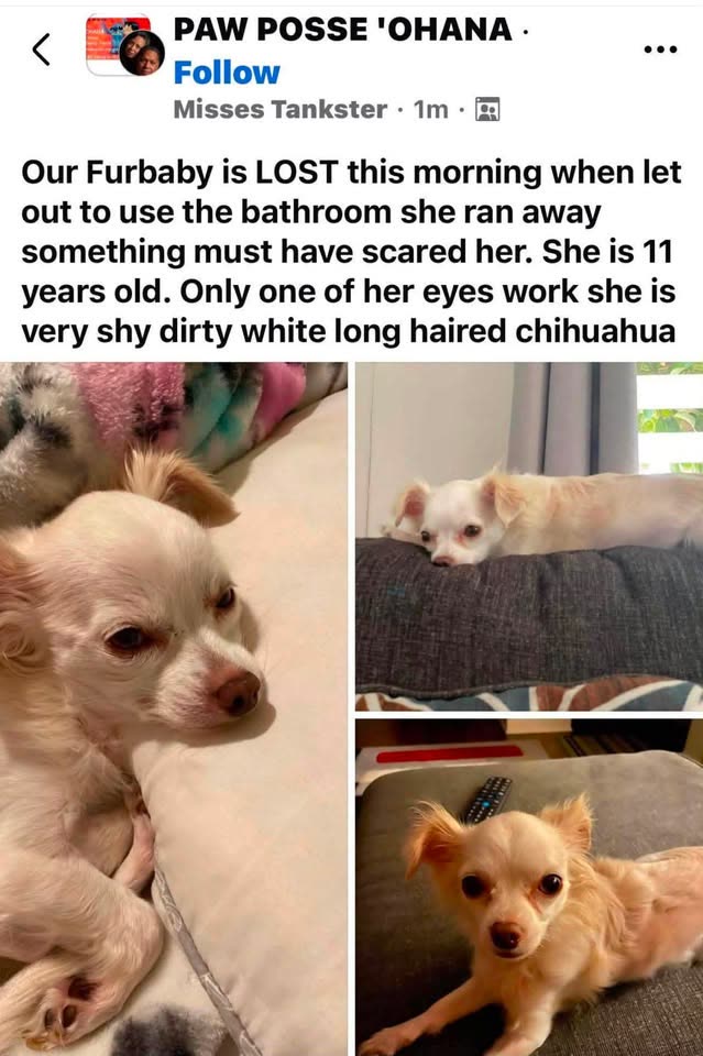 LOST PET - WestLoch Fairways, Honolulu, Oahu | SSH Search