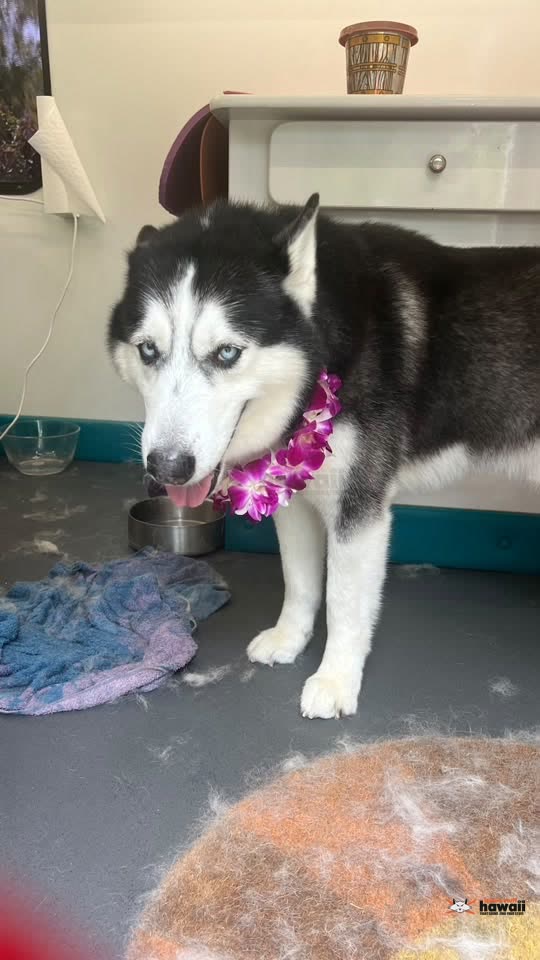 LOST PET - Kahana Bay | SSH Search