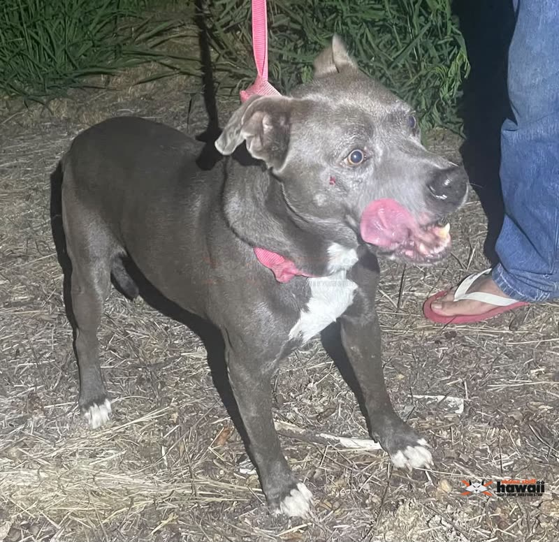 FOUND PET - Makaha, Oahu | SSH Search