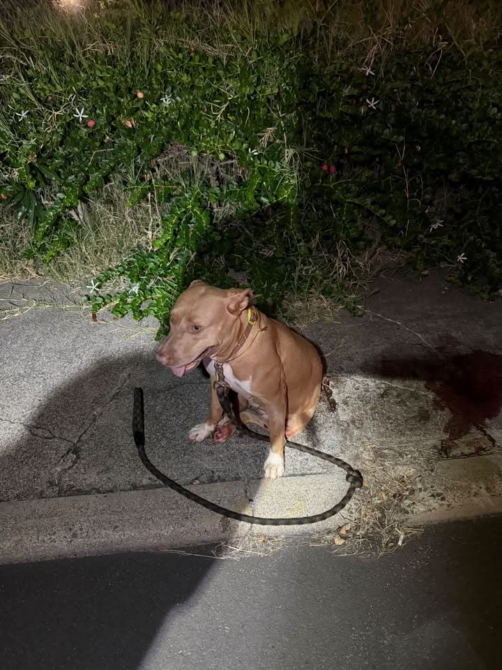 FOUND PET - Kamehameha Highway near JBPHH Halawa Gate, Halawa, Oahu | SSH Search