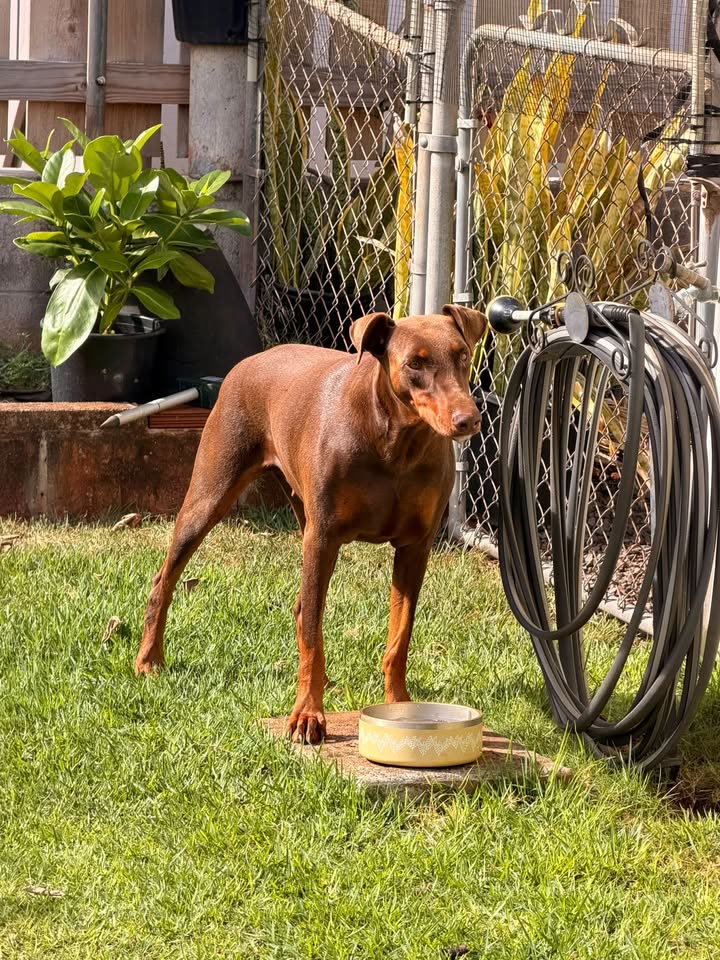 FOUND PET - Pearl City, Oahu | SSH Search