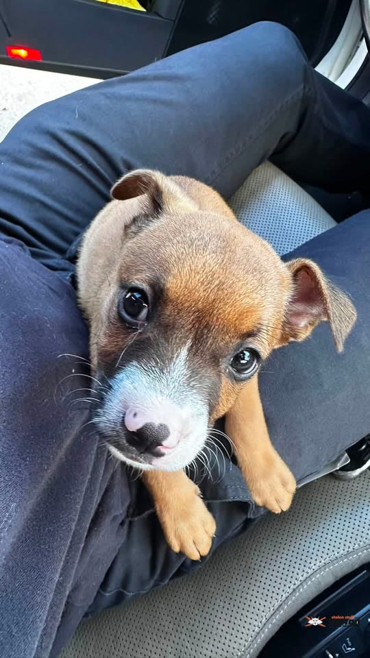 FOUND PET - Keahua Loop, Royal Kunia, Waipahu, HI 96797 | SSH Search