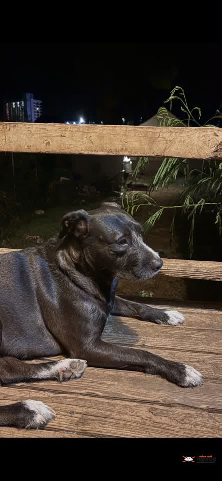 LOST PET - Hanalei Street, Makaha, Oahu | SSH Search