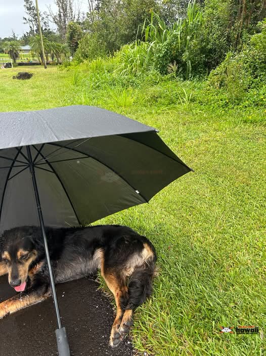 ANIMAL SIGHTING - Keanu Pohaku Circle, Hawaii Island | SSH Search