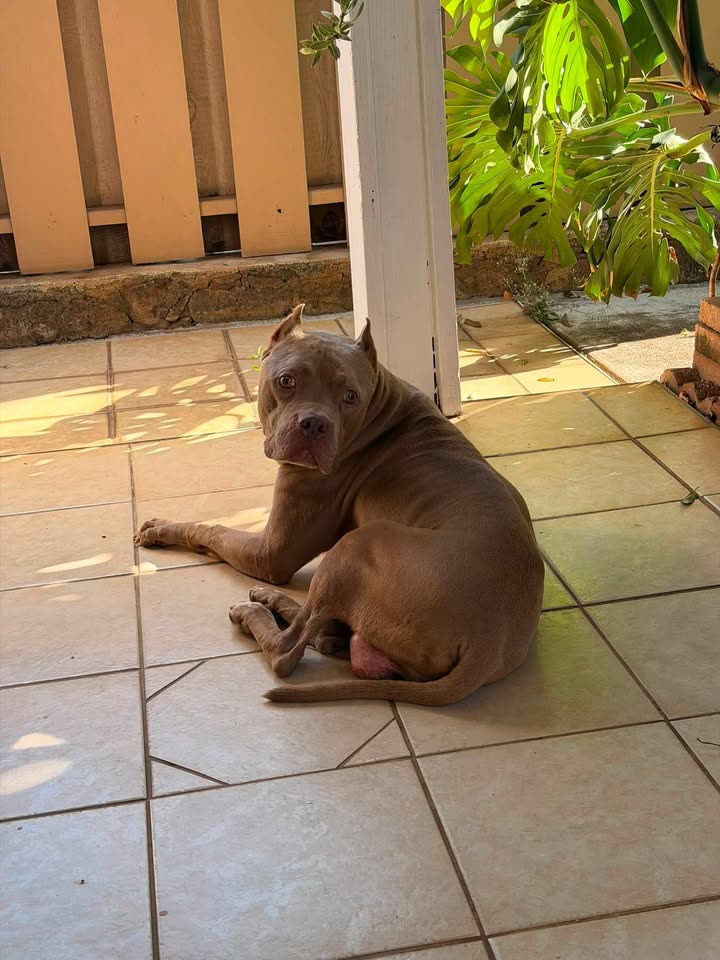 FOUND PET - West Loch Estates, Honolulu, Oahu | SSH Search
