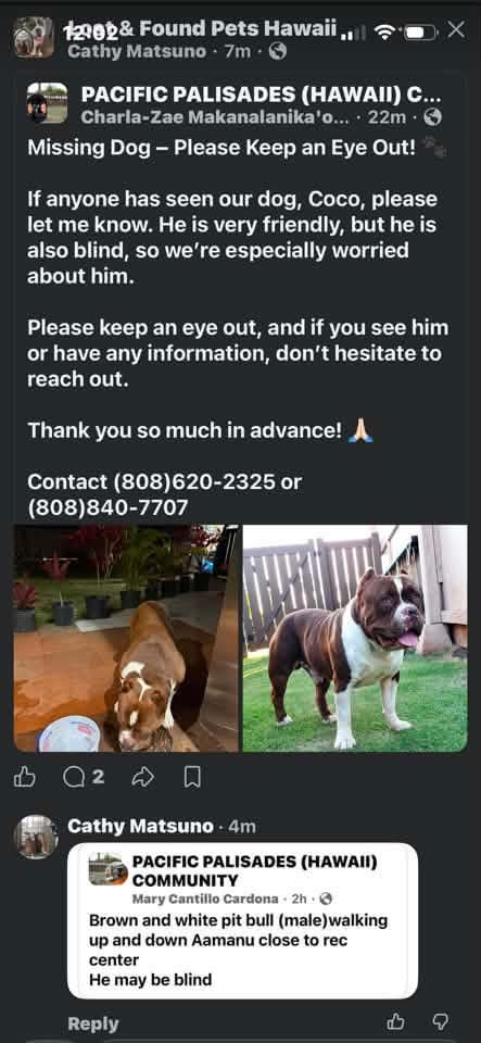 FOUND PET - Waipio, Honolulu, Oahu | SSH Search