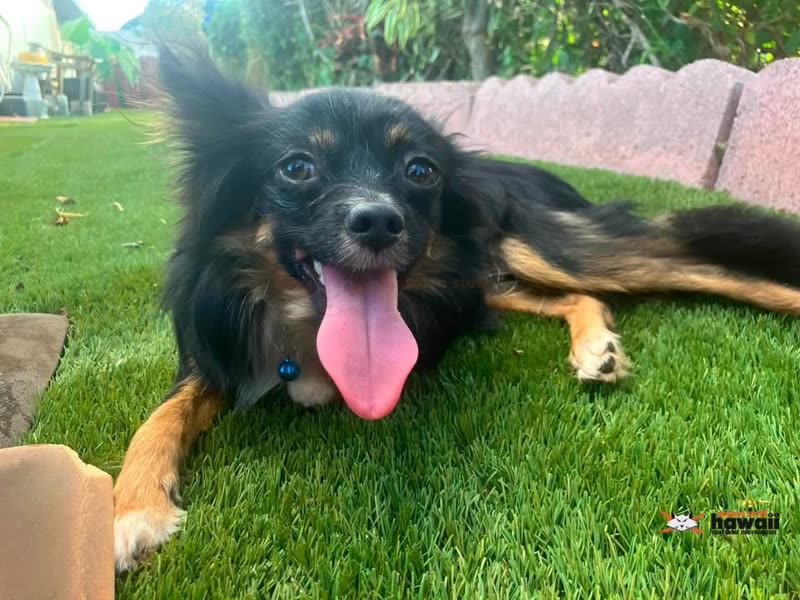 FOUND PET - Ewa Beach Elementary School, Ewa Beach, Oahu | SSH Search