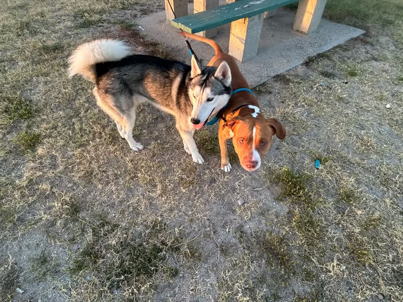 LOST PET - Nānākuli off Hakimo Road, Oahu | SSH Search