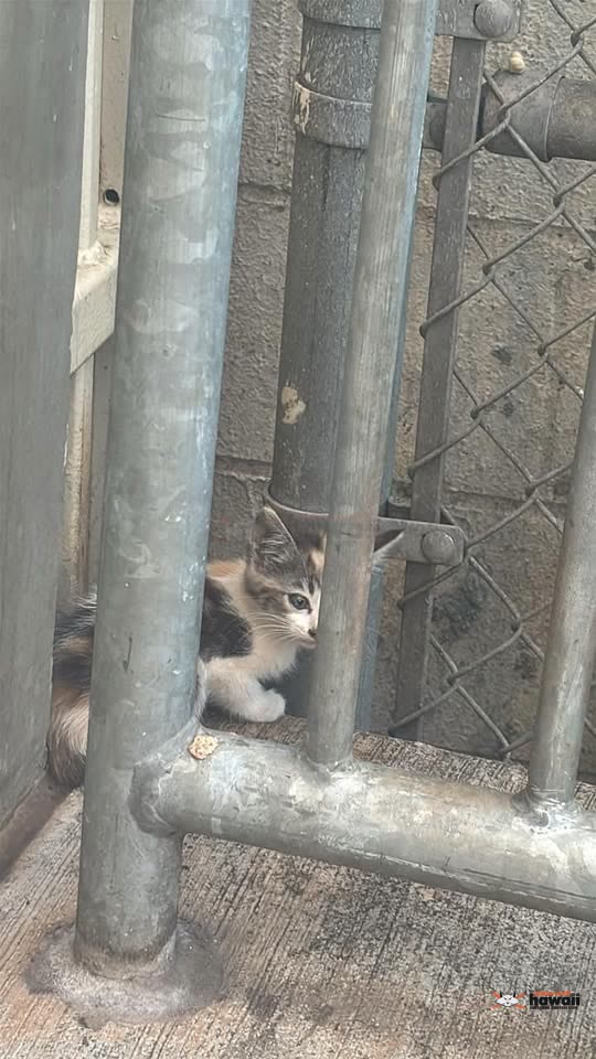 ANIMAL SIGHTING - Waipahu Transit Center, Waipahu, Oahu | SSH Search