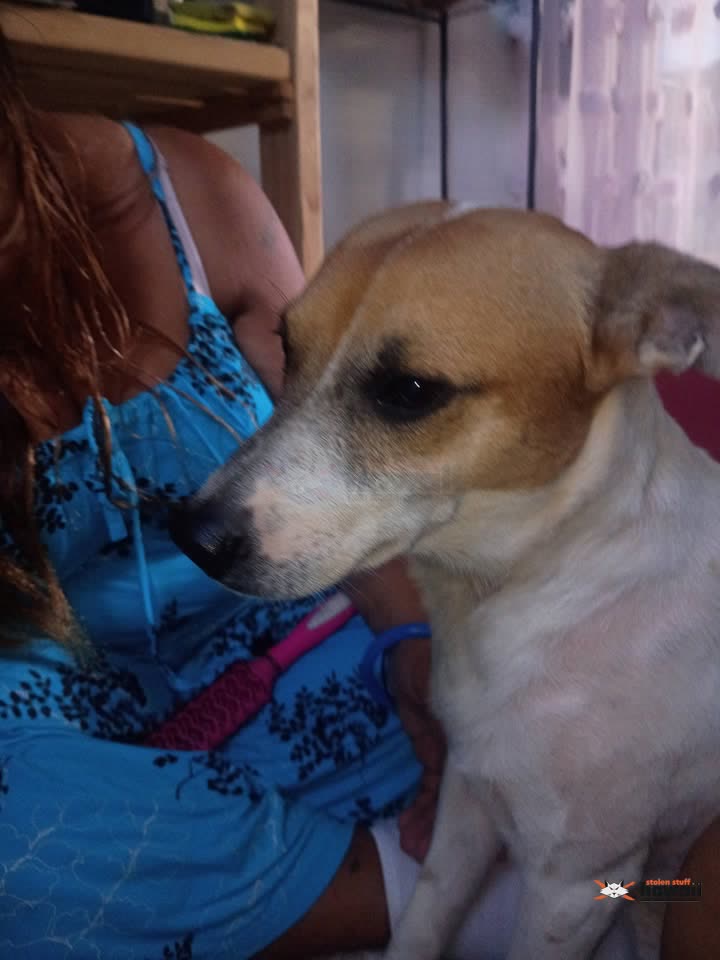 FOUND PET - Waianae, Oahu | SSH Search